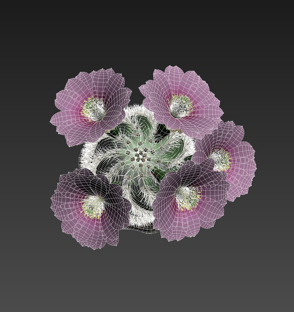 cactus pbr 3D model https://p.turbosquid.com/ts-thumb/BL/c73y91/lIx501T2/8/jpg/1549977865/1920x1080/fit_q87/d9a22a5814611367d9be0681831f43fa0745385c/8.jpg