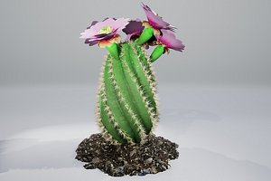 Spiral Cactus