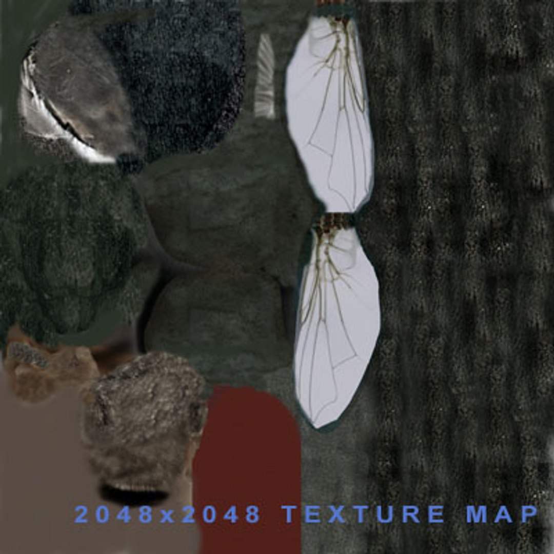 Fly 3d Model