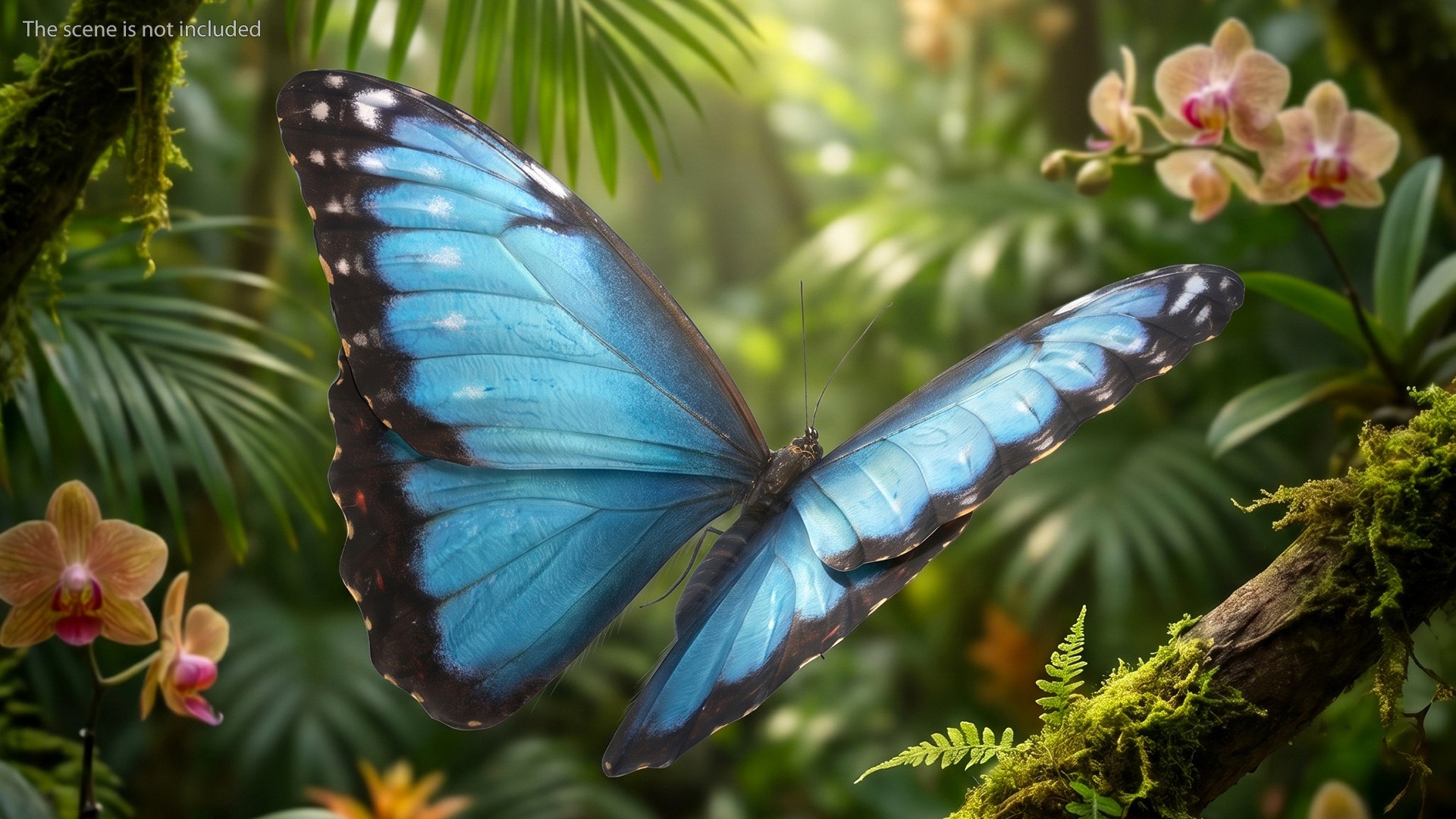 3D Butterflies Fur Collection https://p.turbosquid.com/ts-thumb/BL/fC5ZsF/Ry/morpho_peleides_tropical_butterfly_blue_fur_002/jpg/1779342174/1920x1080/fit_q87/f8ca3819ad1b07f7cf5f742f8e899718a2be93b5/morpho_peleides_tropical_butterfly_blue_fur_002.jpg