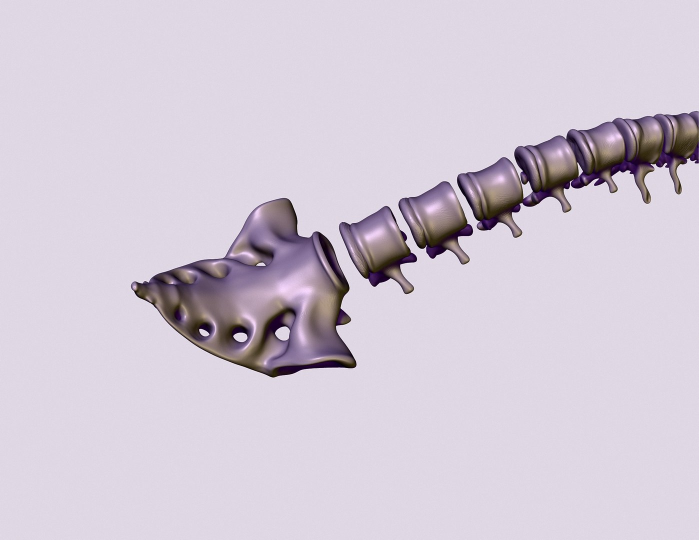 Printable Spine Divided Into Vertebrae 3D Model - TurboSquid 1968619