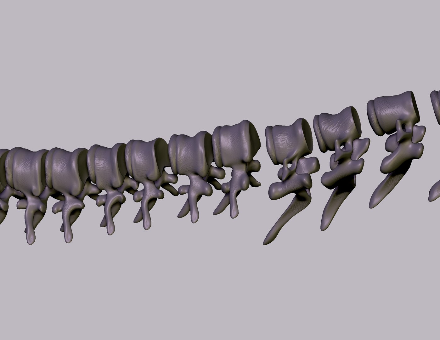 Printable Spine Divided Into Vertebrae 3D Model - TurboSquid 1968619