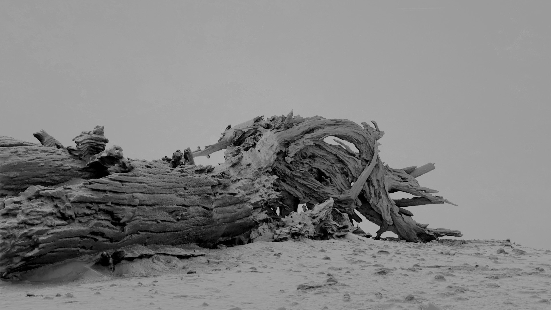 3D Model Dead Tree 014 - TurboSquid 2370887
