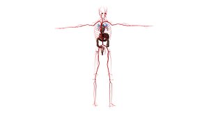 Arterial SYstem II