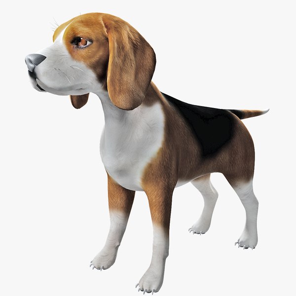 3D beagle modeled model