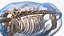 3D Adult Mammoth Old Skeleton Shell