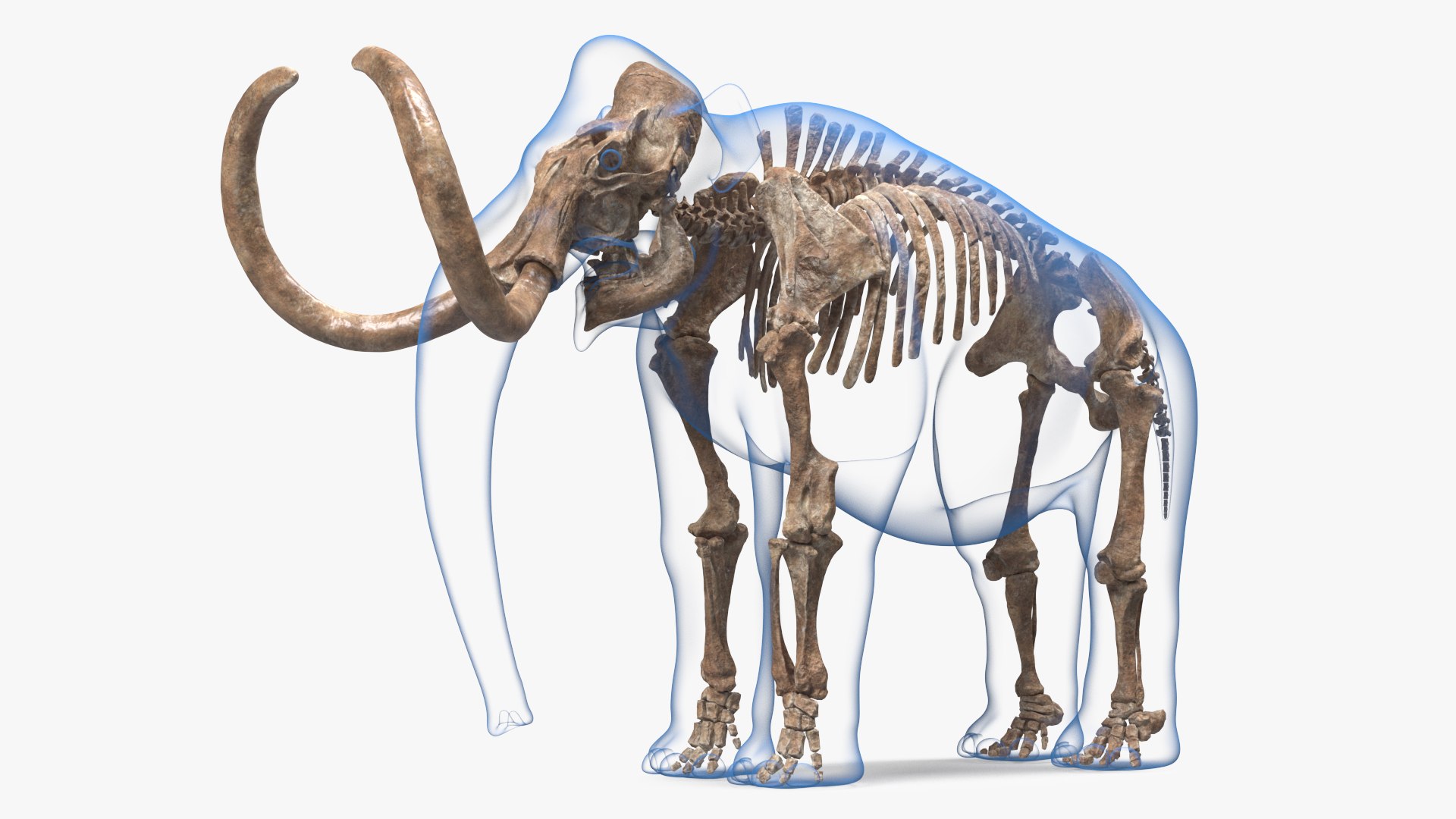 Animal Skeletons with Skin Collection 2