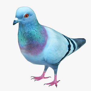 3D Rock Dove