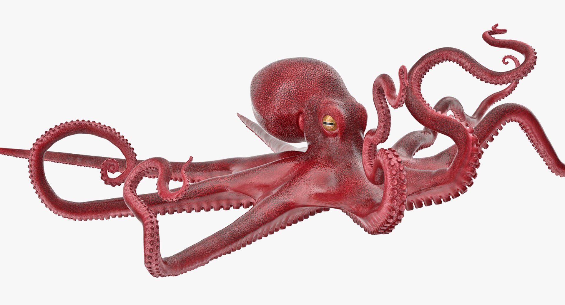 Octopus and Tentacle of Octopus Collection 3D model preview