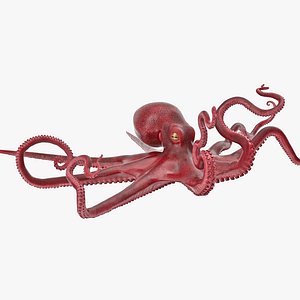 Large Octopus Vulgaris 3D Model
