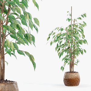 3D model Ficus benjamina in modern flower pot
