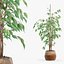 Ficus benjamina im modernen Blumentopf