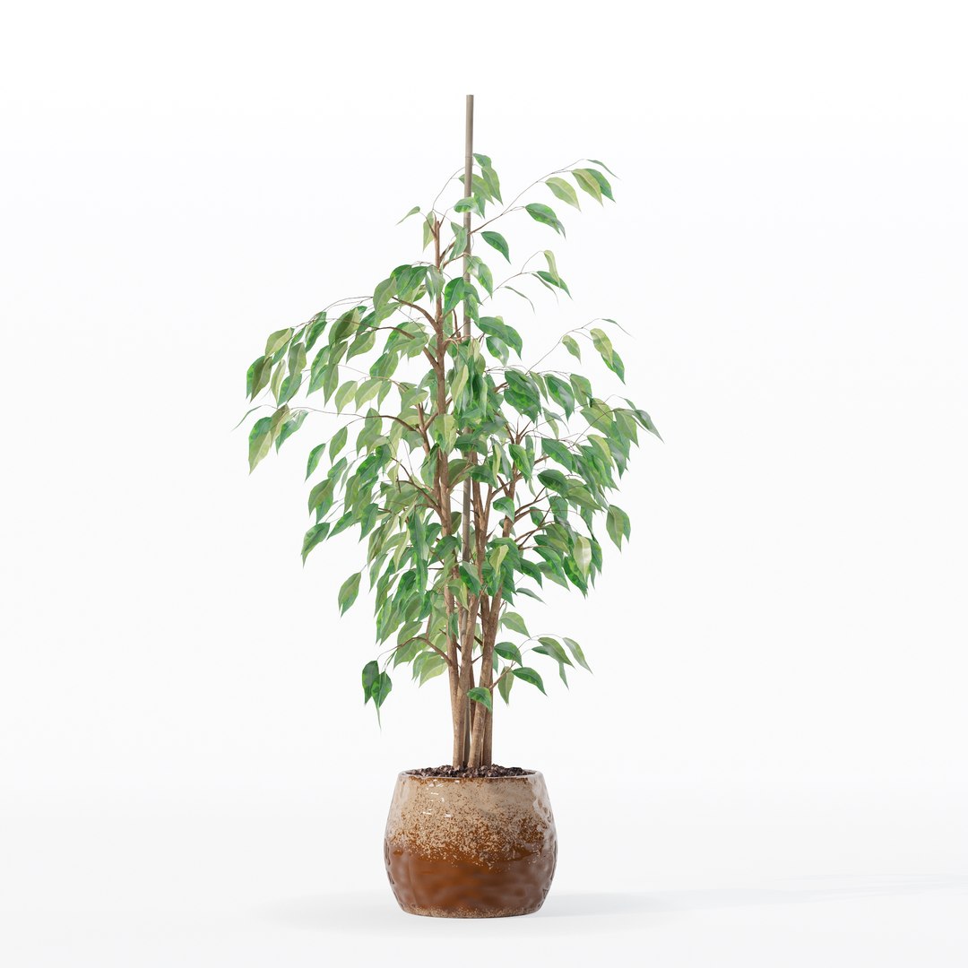 3D model Ficus benjamina in modern flower pot https://p.turbosquid.com/ts-thumb/BM/CJ8T6v/7v/100014/jpg/1707142958/1920x1080/fit_q87/a613d3e58729cf9322c1f7587447f37f3bddba68/100014.jpg