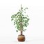 Ficus benjamina im modernen Blumentopf