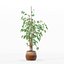 Ficus benjamina im modernen Blumentopf