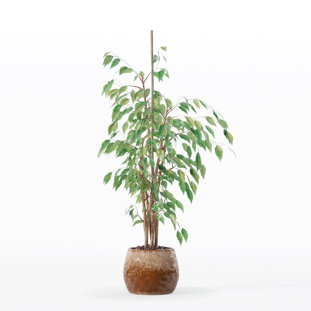 3D model Ficus benjamina in modern flower pot https://p.turbosquid.com/ts-thumb/BM/CJ8T6v/8E/100024/jpg/1707142947/1920x1080/fit_q87/f27f0514a6c6a012e3a755a81505b4020695a9cf/100024.jpg