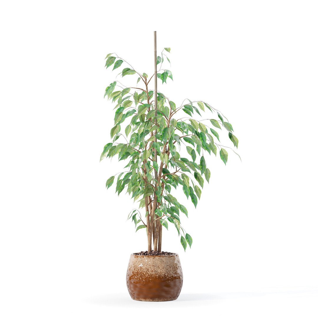 3D model Ficus benjamina in modern flower pot https://p.turbosquid.com/ts-thumb/BM/CJ8T6v/8o/3/jpg/1707142943/1920x1080/fit_q87/b13b0f45855cd3808e086c0dab2209579157f8ac/3.jpg