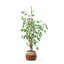 Ficus benjamina im modernen Blumentopf