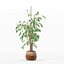 Ficus benjamina im modernen Blumentopf