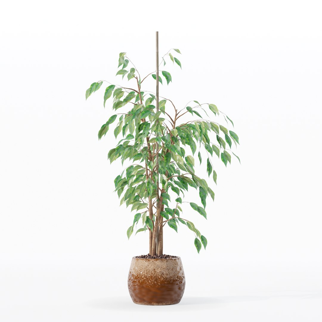 3D model Ficus benjamina in modern flower pot https://p.turbosquid.com/ts-thumb/BM/CJ8T6v/Cp/100020/jpg/1707142962/1920x1080/fit_q87/d09f1611650ccbaec9a66059cec9fd6a32e86588/100020.jpg
