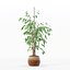 Ficus benjamina im modernen Blumentopf