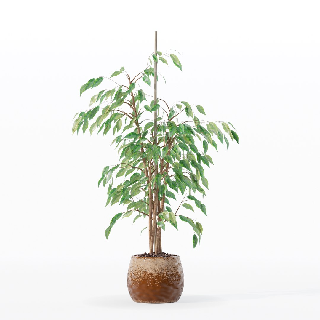 3D model Ficus benjamina in modern flower pot https://p.turbosquid.com/ts-thumb/BM/CJ8T6v/G5/100017/jpg/1707142960/1920x1080/fit_q87/b86a0a673aea92440d80827855684ad731dec9fd/100017.jpg