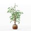 Ficus benjamina im modernen Blumentopf