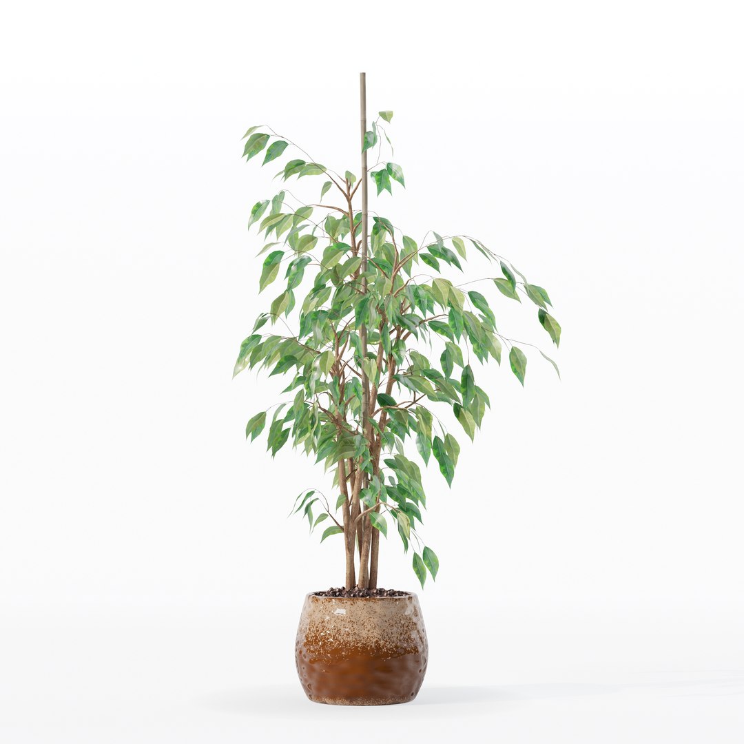3D model Ficus benjamina in modern flower pot https://p.turbosquid.com/ts-thumb/BM/CJ8T6v/Jf/100002/jpg/1707142950/1920x1080/fit_q87/4c462e64a32ba1327b35041a289428d4ccea2e3d/100002.jpg