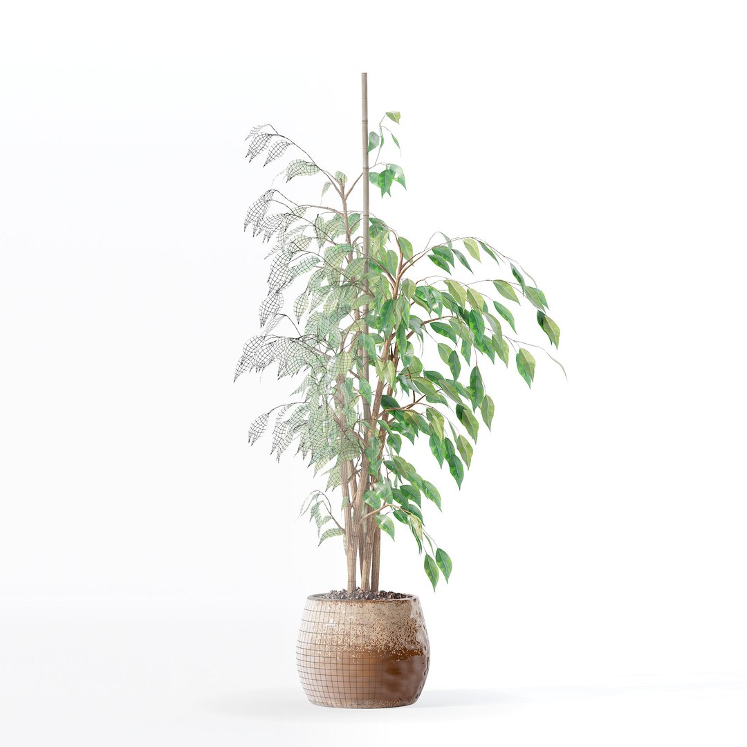 3D model Ficus benjamina in modern flower pot https://p.turbosquid.com/ts-thumb/BM/CJ8T6v/M6/6/jpg/1707142944/1920x1080/fit_q87/c87b66eae40e1a38a2c6fa8d4cbd78e4b238aa56/6.jpg