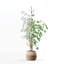 Ficus benjamina im modernen Blumentopf