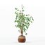 Ficus benjamina im modernen Blumentopf