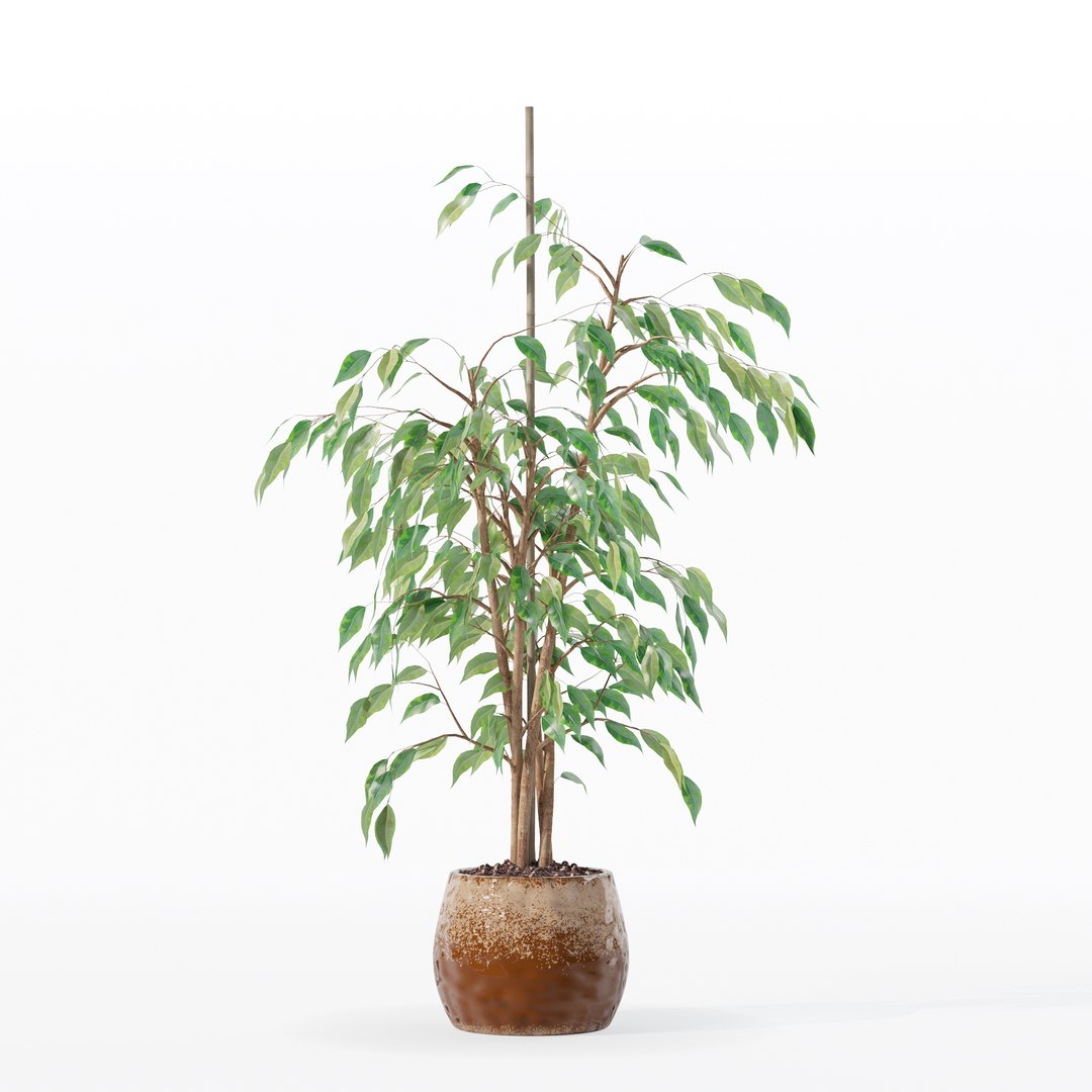 3D model Ficus benjamina in modern flower pot https://p.turbosquid.com/ts-thumb/BM/CJ8T6v/V1/100009/jpg/1707142954/1920x1080/fit_q87/265c701d684b7ddacba2c7293107f6ab6b58630e/100009.jpg