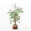 Ficus benjamina im modernen Blumentopf