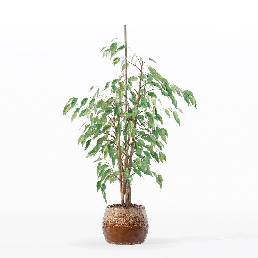 3D model Ficus benjamina in modern flower pot https://p.turbosquid.com/ts-thumb/BM/CJ8T6v/Vn/100007/jpg/1707142957/1920x1080/fit_q87/5b8ef4b9245f8439b2f17aff23d35941e0a213d1/100007.jpg