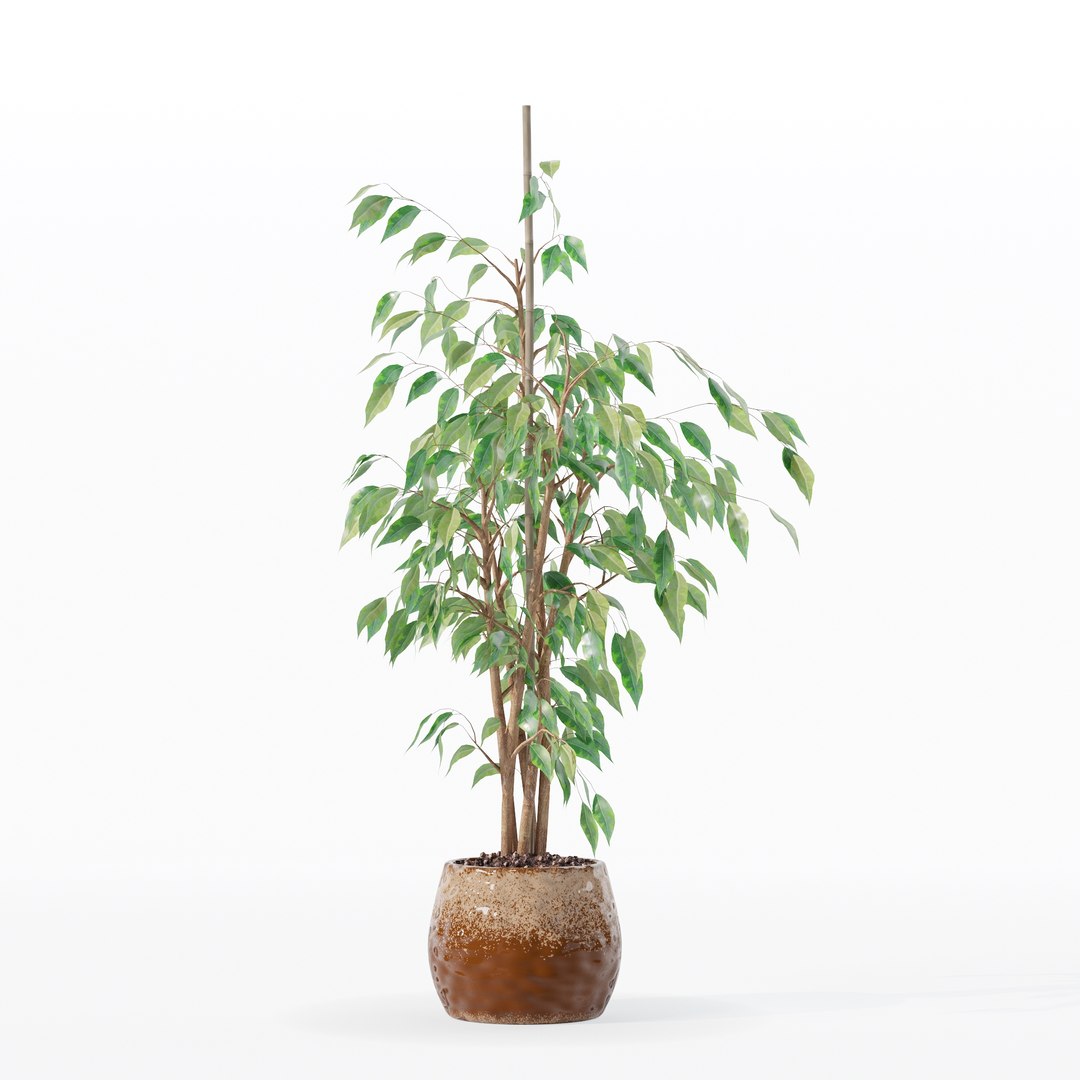3D model Ficus benjamina in modern flower pot https://p.turbosquid.com/ts-thumb/BM/CJ8T6v/YF/100003/jpg/1707142950/1920x1080/fit_q87/80a43671ce32a5adfe764fdb929ba7e1105a5a3e/100003.jpg