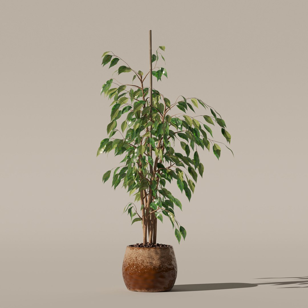 3D model Ficus benjamina in modern flower pot https://p.turbosquid.com/ts-thumb/BM/CJ8T6v/YJ/2/jpg/1707142943/1920x1080/fit_q87/64f4f8226e737538a65c9fd18eb486435626fae3/2.jpg