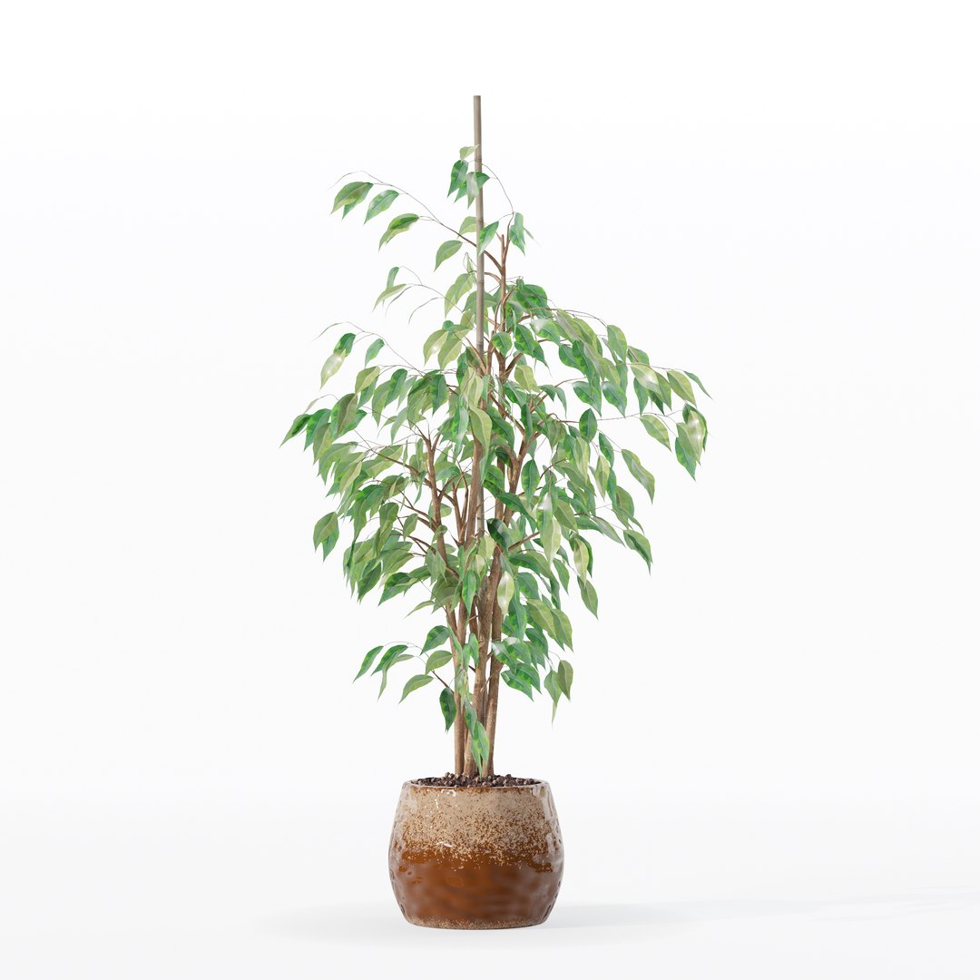 3D model Ficus benjamina in modern flower pot https://p.turbosquid.com/ts-thumb/BM/CJ8T6v/Z5/100005/jpg/1707142952/1920x1080/fit_q87/c53e2fea5978430556c4c94c33e0d4c8a840cbd7/100005.jpg
