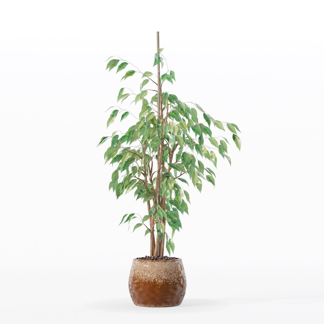 3D model Ficus benjamina in modern flower pot https://p.turbosquid.com/ts-thumb/BM/CJ8T6v/cQ/100004/jpg/1707142951/1920x1080/fit_q87/19c69c8a17fea5b48f4e74f7ee6fc40c192cc0bd/100004.jpg