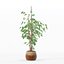 Ficus benjamina im modernen Blumentopf