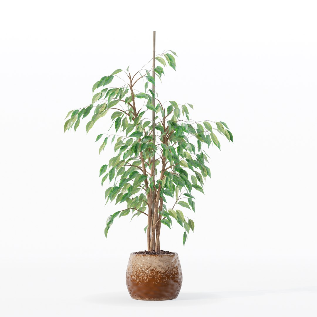3D model Ficus benjamina in modern flower pot https://p.turbosquid.com/ts-thumb/BM/CJ8T6v/d3/100016/jpg/1707142965/1920x1080/fit_q87/fa91fedf81700d79777fc0c2b15c4b438e62ce08/100016.jpg