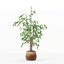 Ficus benjamina im modernen Blumentopf