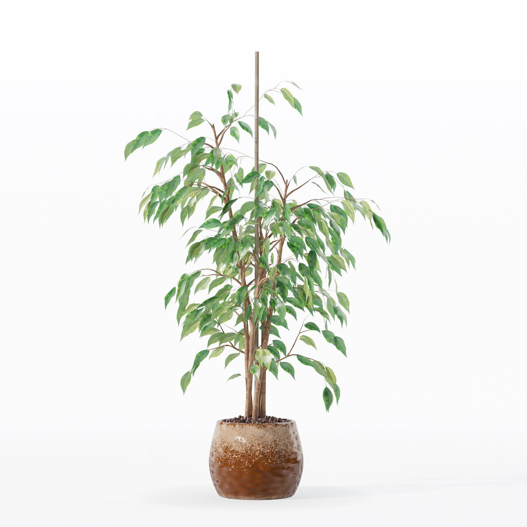 3D model Ficus benjamina in modern flower pot https://p.turbosquid.com/ts-thumb/BM/CJ8T6v/fW/100018/jpg/1707142961/1920x1080/fit_q87/0315465fadd1800043f42a0ce6198fb1507b1671/100018.jpg