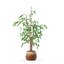 Ficus benjamina im modernen Blumentopf