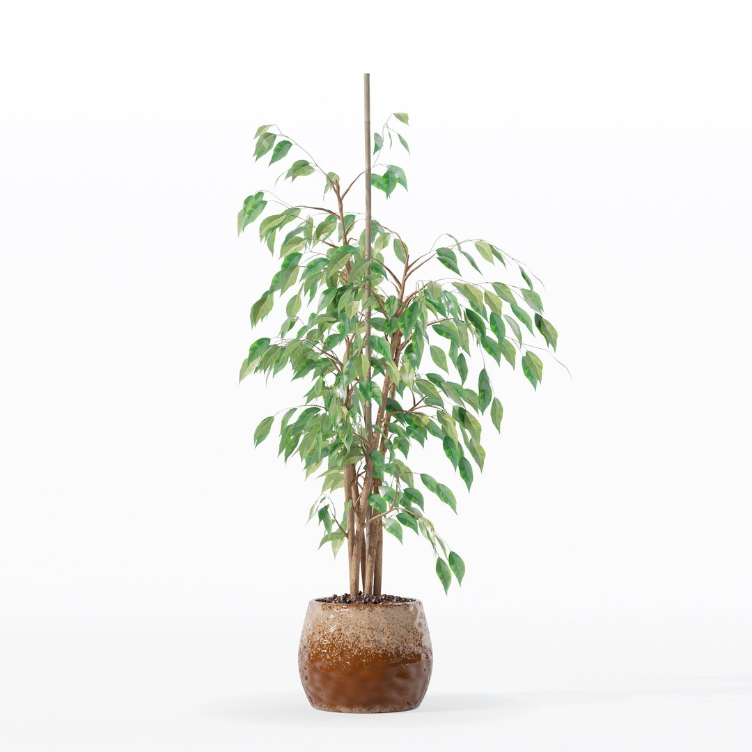 3D model Ficus benjamina in modern flower pot https://p.turbosquid.com/ts-thumb/BM/CJ8T6v/hz/100022/jpg/1707142964/1920x1080/fit_q87/7c9c59c3db717828559bdaaa2f1b2cb74f01220d/100022.jpg