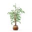 Ficus benjamina im modernen Blumentopf