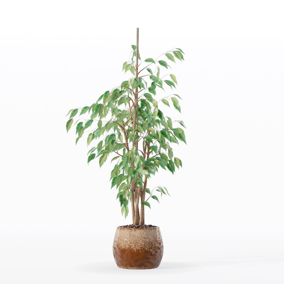 3D model Ficus benjamina in modern flower pot https://p.turbosquid.com/ts-thumb/BM/CJ8T6v/mv/100013/jpg/1707142957/1920x1080/fit_q87/6ba0f5965957043b5541b270f2255ae18e0411c3/100013.jpg