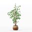 Ficus benjamina im modernen Blumentopf