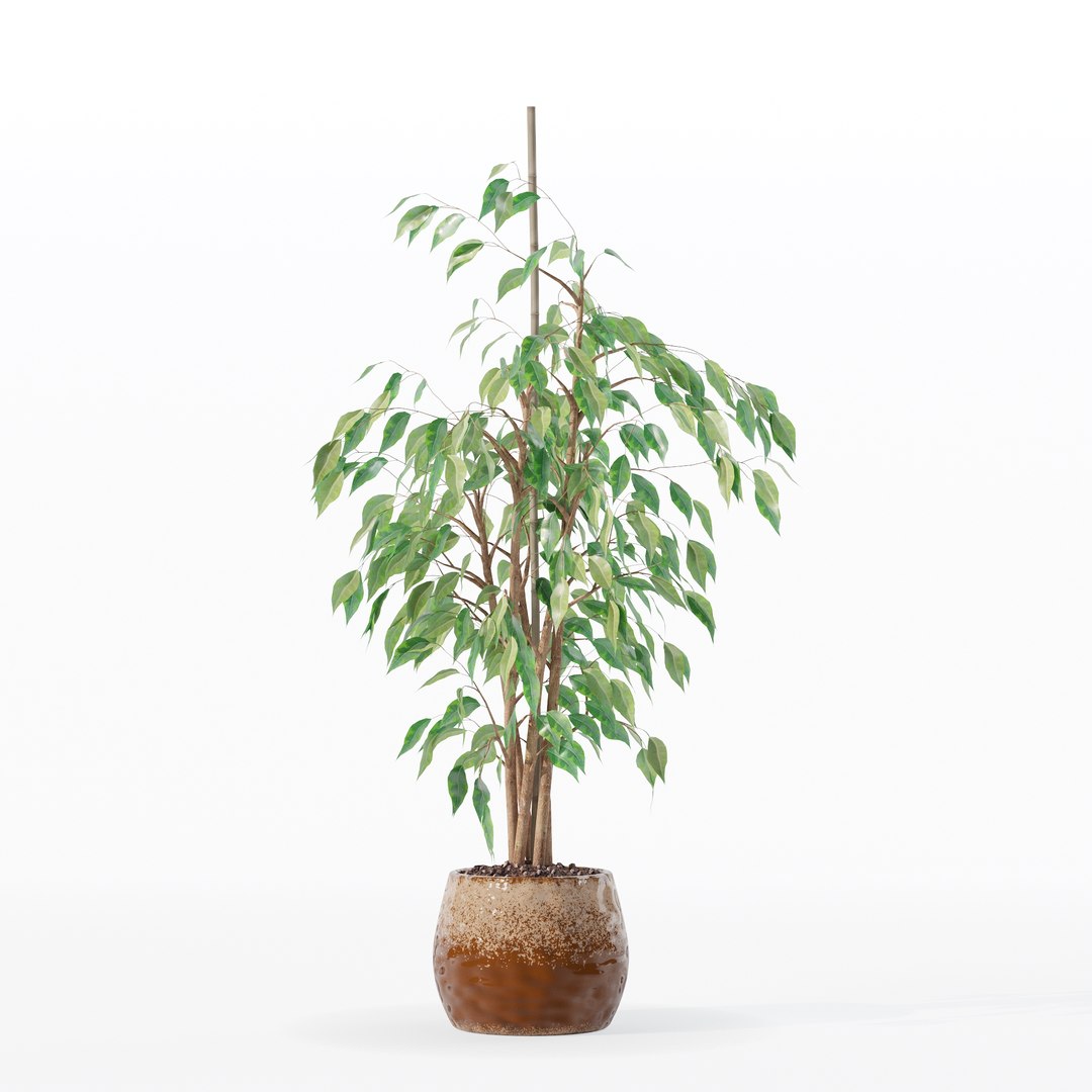 3D model Ficus benjamina in modern flower pot https://p.turbosquid.com/ts-thumb/BM/CJ8T6v/ny/100006/jpg/1707142952/1920x1080/fit_q87/78fa2976695154a85fa17adc93a6025f5c123b07/100006.jpg