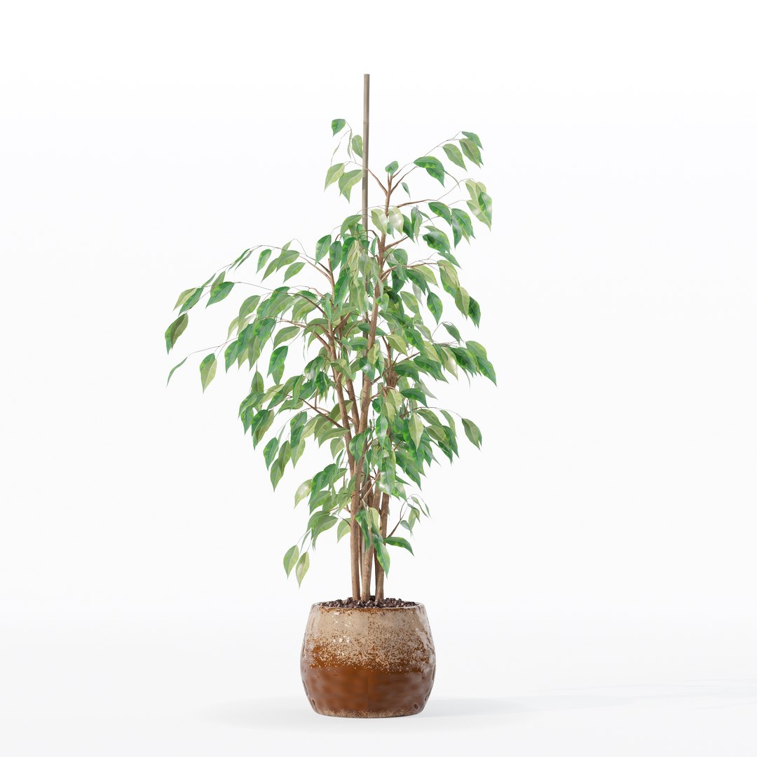3D model Ficus benjamina in modern flower pot https://p.turbosquid.com/ts-thumb/BM/CJ8T6v/pF/100012/jpg/1707142957/1920x1080/fit_q87/3eefb4b704247ff003e404a3996acc4b635f5f84/100012.jpg