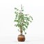 Ficus benjamina im modernen Blumentopf